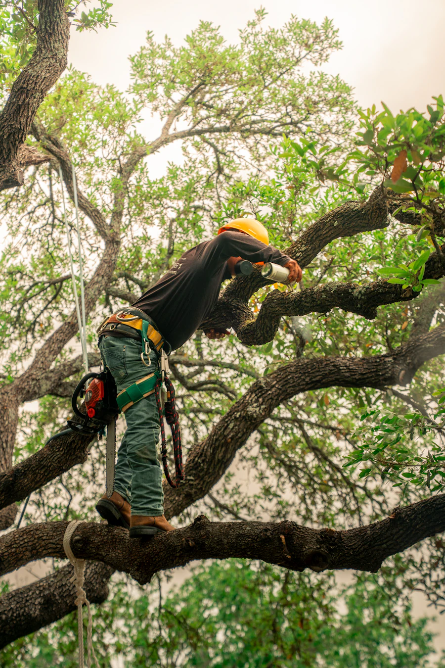 Élagage, abattage et entretien des arbres